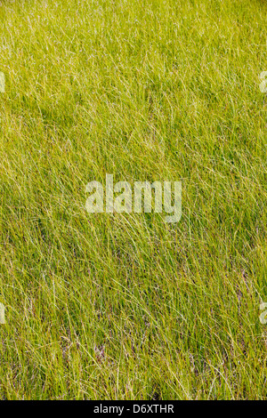 Marsh erba cresce lungo una tundra stagno vicino il fiume Teklanika, Parco Nazionale di Denali, Alaska, STATI UNITI D'AMERICA Foto Stock