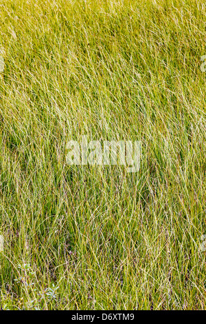 Marsh erba cresce lungo una tundra stagno vicino il fiume Teklanika, Parco Nazionale di Denali, Alaska, STATI UNITI D'AMERICA Foto Stock