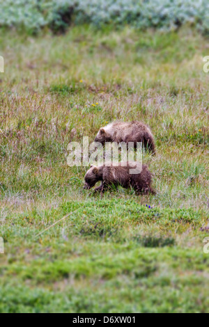 Due orso grizzly cubs (Ursus arctos horribilis) vicino a Stony Cupola e Autostrada Pass, Parco Nazionale di Denali, Alaska, STATI UNITI D'AMERICA Foto Stock