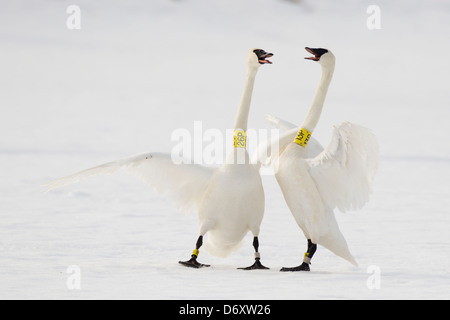 Due nastrare Trumpeter cigni selvatici in interazione. Grantsburg, Wisconsin, Stati Uniti d'America. Foto Stock