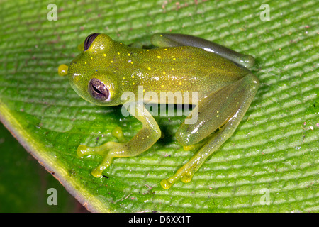 Rana di vetro (Centrolenidae) su una foglia nella foresta pluviale, Ecuador Foto Stock