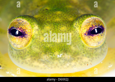 Faccia di una rana di vetro (Hyalinobatrachium sp.) dall'Amazzonia ecuadoriana Foto Stock