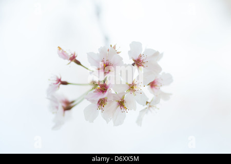 Fioriture di Bradford Pear Tree contro un cielo nuvoloso Foto Stock