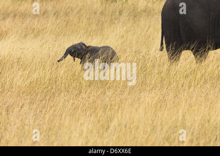 Elefanti sulla savana, Masai Mara, Kenya Foto Stock