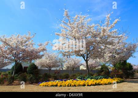 Paesaggio nella primavera di un tipico americano neiborhood suburbana. Matthews, NC Foto Stock