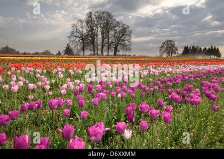 Primavera al Tulip campo di fattoria in Oregon Foto Stock