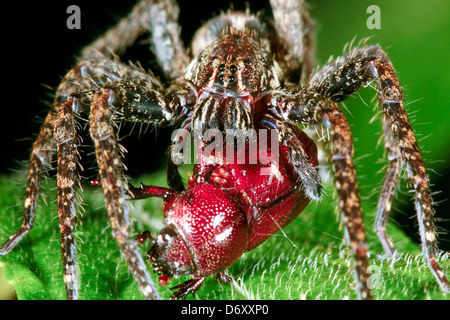 Girovagando spider (Famiglia Ctenidae) mangiando un coleottero nel sottobosco della foresta pluviale di notte Foto Stock