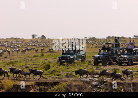 Jeep Safari guardando gnu migrazione, Masai Mara, Kenya Foto Stock