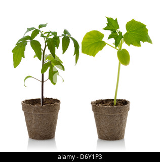 Pomodoro e piante di cetriolo in vasi di fiori Foto Stock