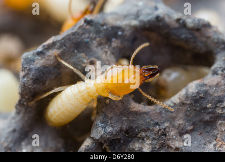 Close up termiti o formiche bianche in Thailandia Foto Stock