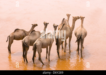 Cammelli in acqua, Kenya Foto Stock
