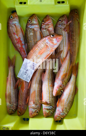 Bottarga di pesce - Salmonete de Roca, Mullus surmuletus, alla Confederazione di Luarca pescatori, a Puerto Luarca nelle Asturie, Spagna Foto Stock