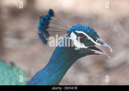 La messa a fuoco la testa Peacock. Foto Stock