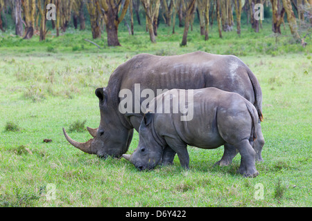 Il rinoceronte nero (Diceros simum), madre con bambino, Nakuru, Kenya Foto Stock