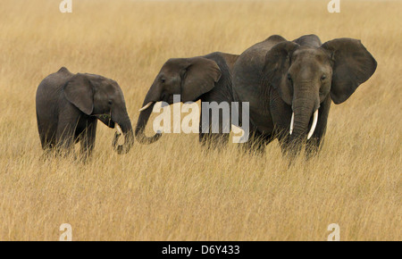 Gli elefanti sulla savana Masai Mara, Kenya Foto Stock