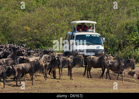 Jeep Safari guardando gnu migrazione, Masai Mara, Kenya Foto Stock