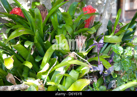 Bromeliad piante con fiori di colore rosso a sydney, Australia Foto Stock