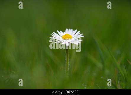 Fiore a margherita in erba DOF poco profondo Foto Stock