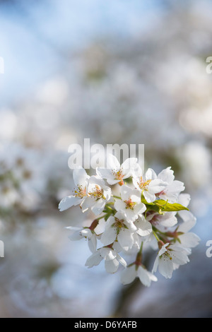 Prunus yedoensis Tsubame. Yoshino ciliegia. Giapponese albero ciliegio. RHS Wisley Gardens. Inghilterra Foto Stock