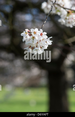 Prunus yedoensis Tsubame. Yoshino ciliegia. Giapponese albero ciliegio. RHS Wisley Gardens. Inghilterra Foto Stock