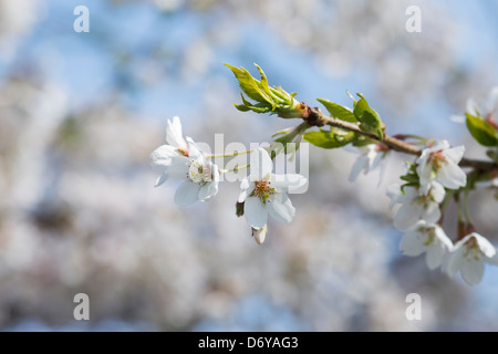 Prunus yedoensis Tsubame. Yoshino ciliegia. Ciliegia giapponese albero blossom Foto Stock