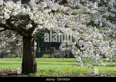 Prunus yedoensis Tsubame. Yoshino ciliegia. Giapponese albero ciliegio. RHS Wisley Gardens. Inghilterra Foto Stock