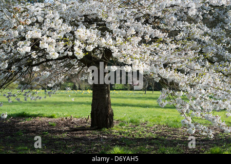 Prunus yedoensis Tsubame. Yoshino ciliegia. Giapponese albero ciliegio. RHS Wisley Gardens. Inghilterra Foto Stock
