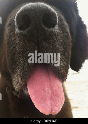 Chiusura del cane la bocca e la lingua Foto Stock