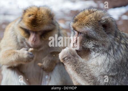 Barbary macaque vicino a Ifrane, Parco Nazionale, Marocco Foto Stock