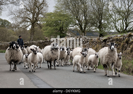 Pecore e agnelli essendo herded lungo una strada di campagna nel Nord Yorkshire paese lato. Foto Stock