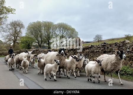 Pecore e agnelli essendo herded lungo una strada di campagna nel Nord Yorkshire paese lato. Foto Stock