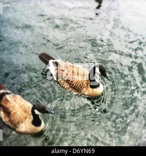 Gli uccelli di nuoto nel lago ancora Foto Stock