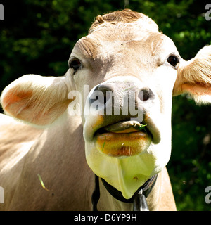 Mucca con la lingua fuori Foto Stock