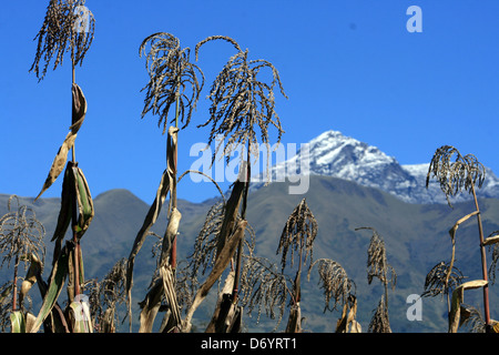 Il picco coperto di neve del vulcano dormiente, Mount Cotacachi, come visto da un campo di grano in Cotacachi, Ecuador Foto Stock