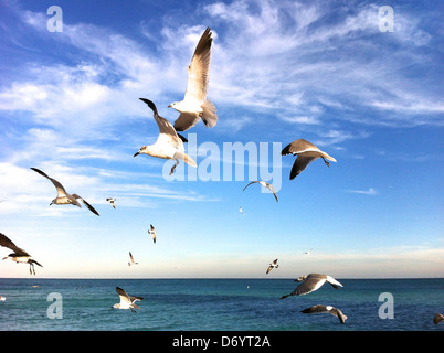 Uccelli che vola sulla spiaggia Foto Stock