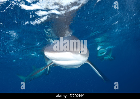 Un pacifico grey reef shark nuota direttamente alla videocamera per un close up Foto Stock