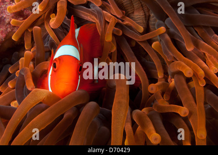 Un brillante spinecheek clownfish pop la testa fuori da un insolitamente anemone colorati Foto Stock