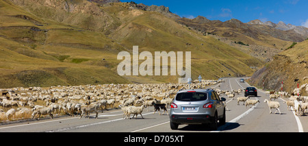 Mountain gli ovini e i caprini in roaming nella parte anteriore del Nissan Qashgai 4x4 auto in Val de Tena, i Pirenei spagnoli, nel nord della Spagna Foto Stock