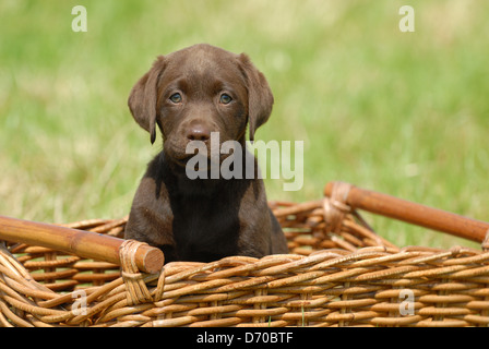 Il cioccolato Labrador cucciolo Foto Stock