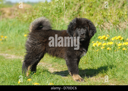 Fare Khyi cucciolo Foto Stock