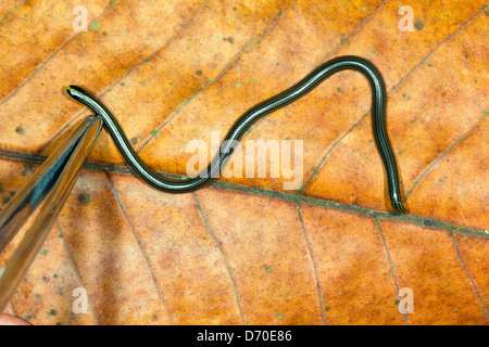 Filo Snake (Leptotyphlops sp.) da sud Ecuador. Una minuscola snake solo un paio di centimetri di lunghezza. Con il forcipe per la scala Foto Stock