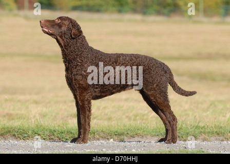 In piedi rivestiti ricci Retriever Foto Stock