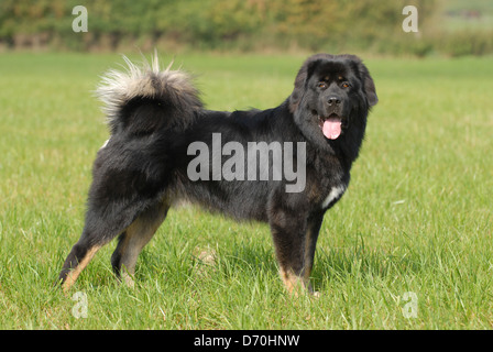 Fare Khyi Foto Stock
