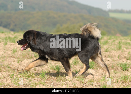 in esecuzione Do Khyi Foto Stock
