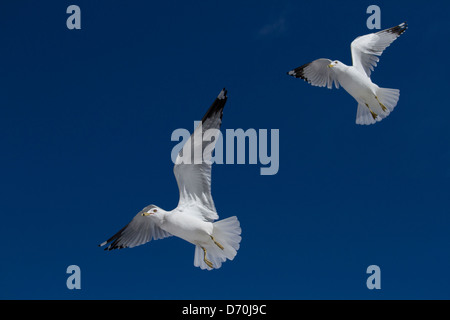 L'anello fatturati i gabbiani volare sul cielo blu Foto Stock