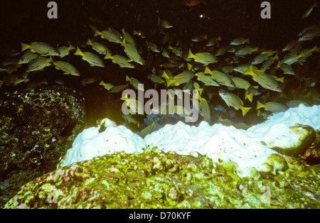 Scuba Diving,Cocos Island luglio-1998 digitale subacquea conversioni diapositive,Cocos Island,Isla de Cocos,Costa Rica,l'America centrale Foto Stock