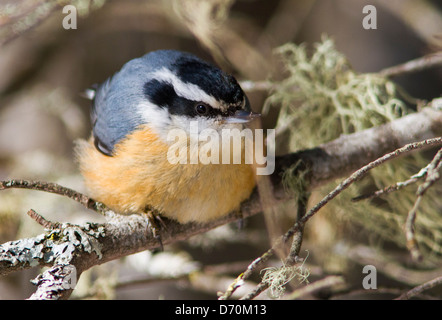 Red-breasted picchio muratore (Sitta canadensis) in inverno Foto Stock