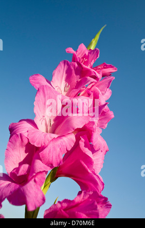 Flower spike di porpora Gladiolus Foto Stock