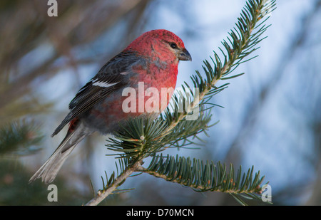 Pino maschio Grosbeak fotografato in inverno Foto Stock