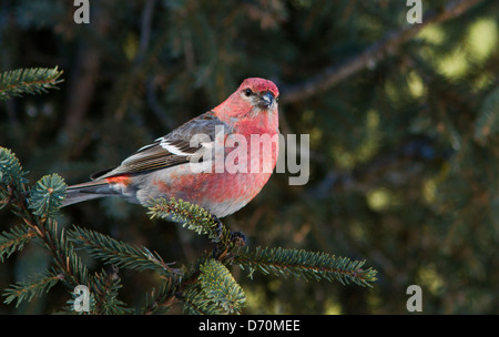 Pino maschio Grosbeak fotografato in inverno Foto Stock